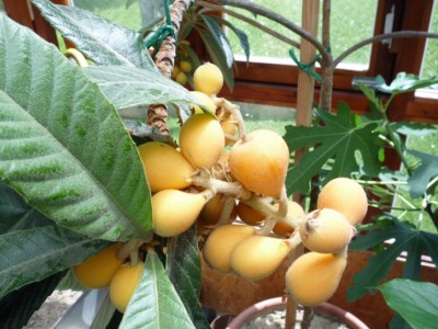 Másolat - P1080383.JPG