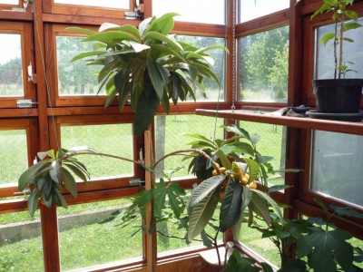 Másolat - P1080381.JPG