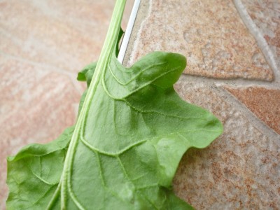 Másolat - P1080394.JPG