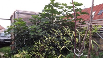 Füge a növényház mellett kisebb.JPG