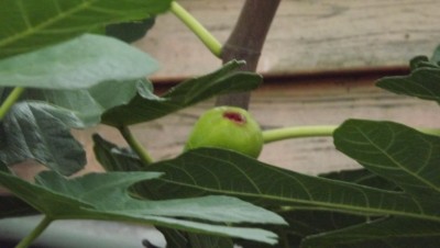 Füge érő gyümölcse.JPG