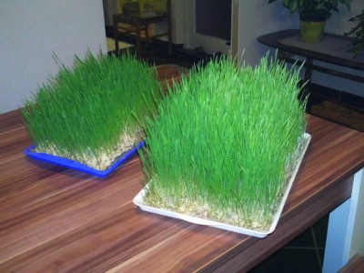 2 tálca búzafű.jpg