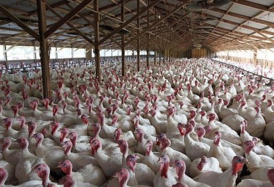 Turkey-Farm.jpg